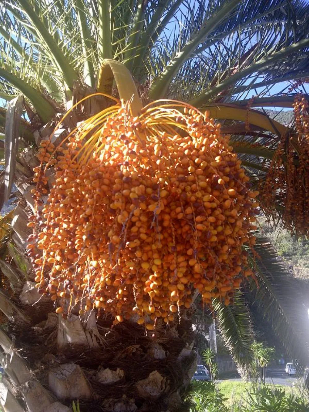Harga Kurma Safawi 1 Kg: Tabel per Grade, Isi Berapa Butir, dan Cara Membaca Penawaran