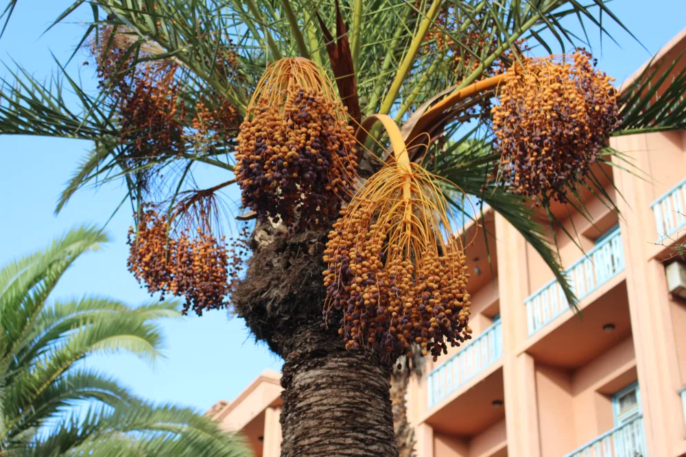Kurma Hitam Madinah: 3 Jenis Kurma Hitam Paling Dicari dan Cara Memilihnya