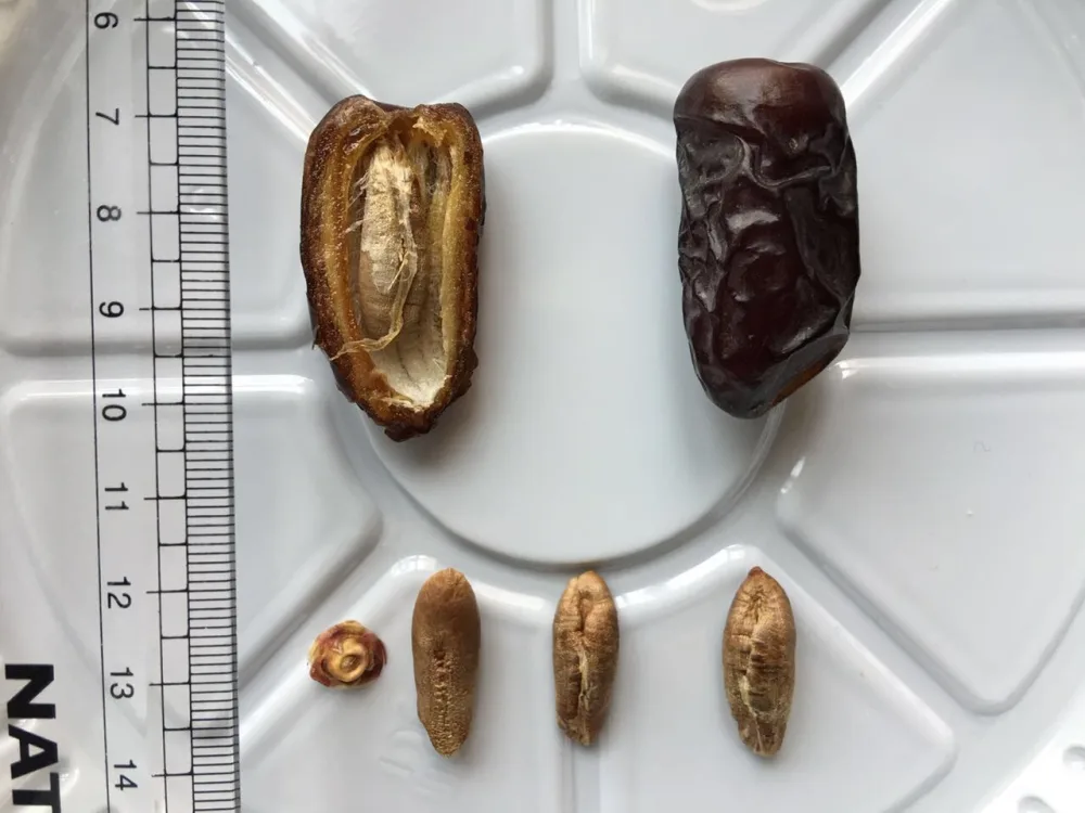 Kurma Safawi Premium 1 Kg